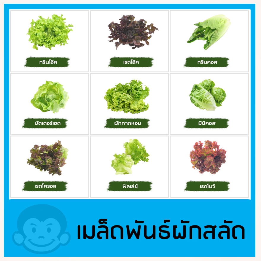 เมล็ดผักสลัด-100-เมล็ด-งอกดี-เมล็ดพันธุ์ผักสลัด-จัดส่งโดยเคอรี่