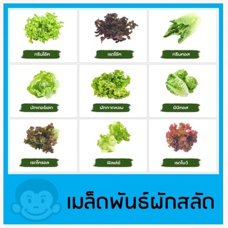 เมล็ดผักสลัด 100 เมล็ด 📌งอกดี / เมล็ดพันธุ์ผักสลัด จัดส่งโดยเคอรี่