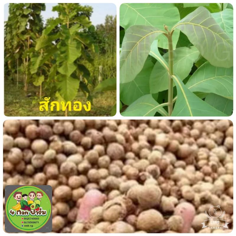 เมล็ดพันธุ์ต้นสักทอง-เมล็ดพันธุ์สักทอง-เม็ดพันธุ์ต้นสักทอง-เมล็ดพันธุ์ไม้เศรษฐกิจ-ชุดล่ะ100-เมล็ด