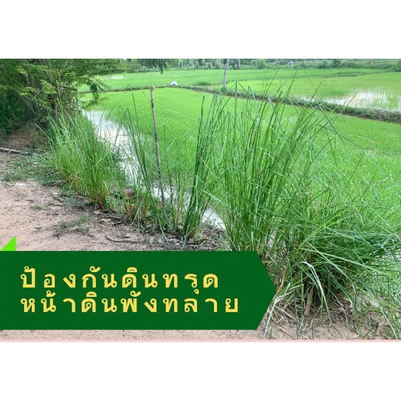 หญ้าแฝก-พันธุ์สงขลา3-3000ต้น1199บาท-แถมฟรี200ต้น