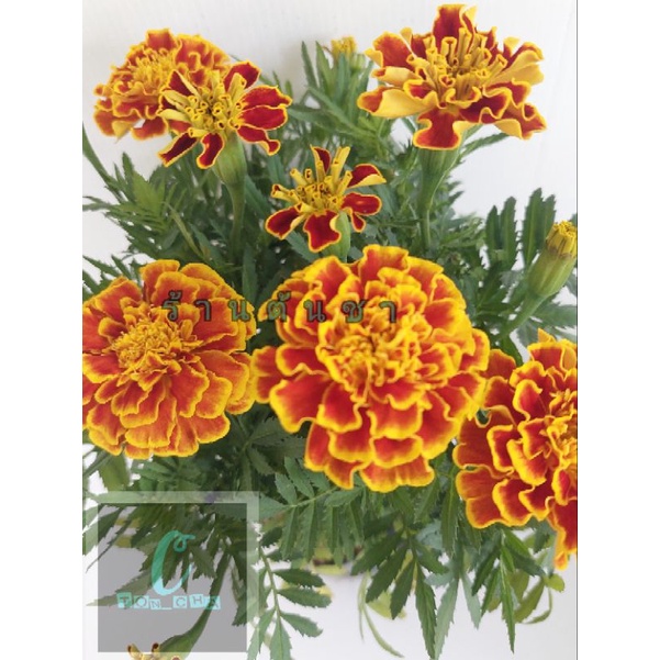 ดาวเรืองฝรั่งเศส-french-marigolds-ดอกสีสันสวยงาม