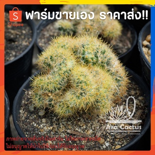 สวนขายเอง! แมมเม็ดพริกคริส Mammillaria prolifera ไซส์กระถาง 3 นิ้ว แคคตัส กระบองเพชร ต้นไม้ประดับ อวบน้ำ แคนตัส