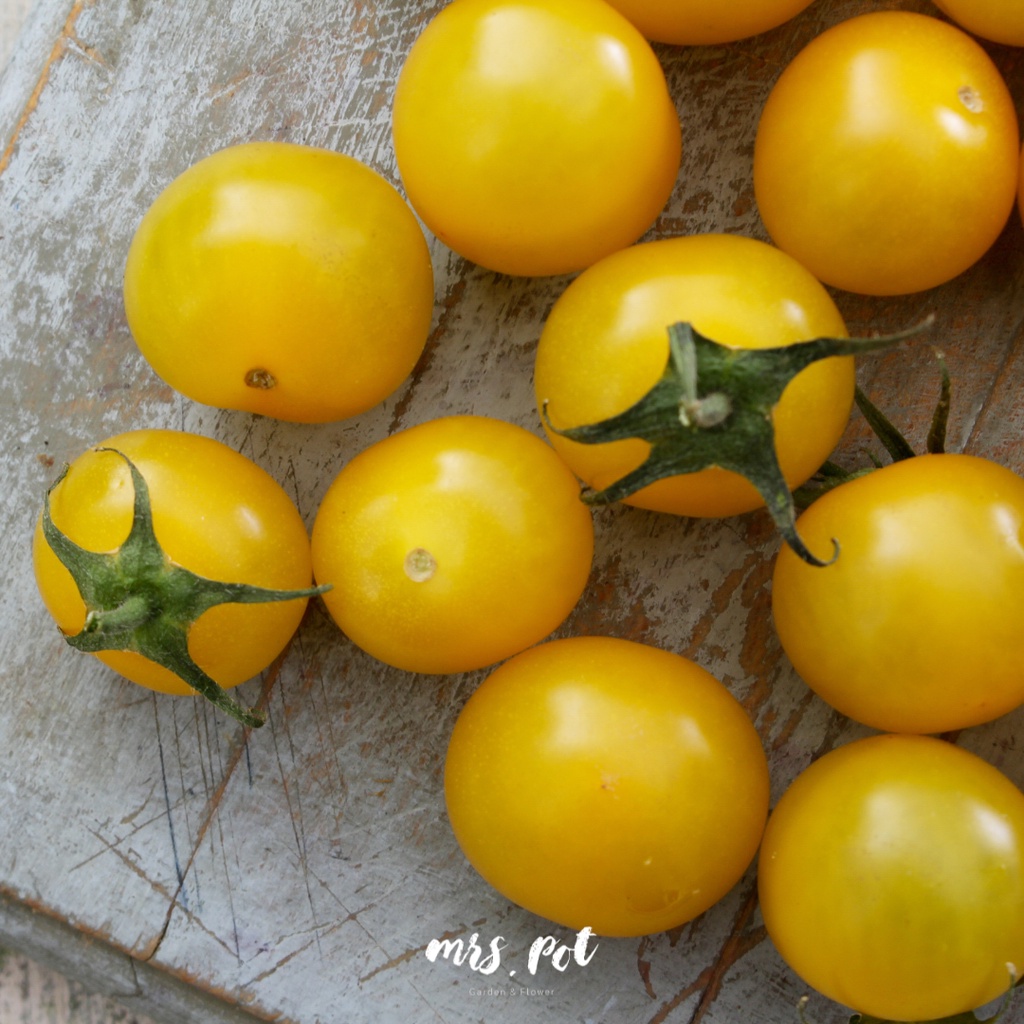 เมล็ดมะเขือเทศนำเข้า-gold-nugget-tomato