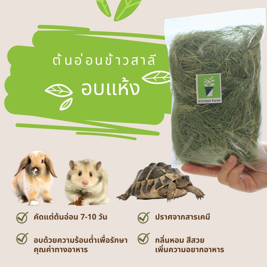 ต้นอ่อนข้าวสาลี-อบแห้ง-ข้าวสาลี-ต้นอ่อนข้าวสาลี-คัดเฉพาะยอดอ่อน-เท่านั้น-อาหารกระต่าย-หญ้ากระต่าย-หญ้า-69-บาท-2-ถุง-120