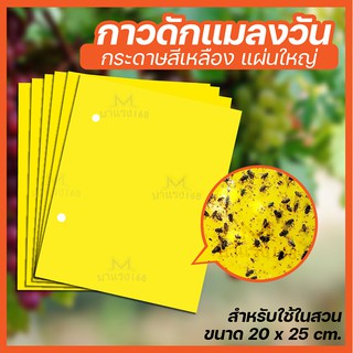 10 แผ่น กาวดักแมลงวันทอง สีเหลือง