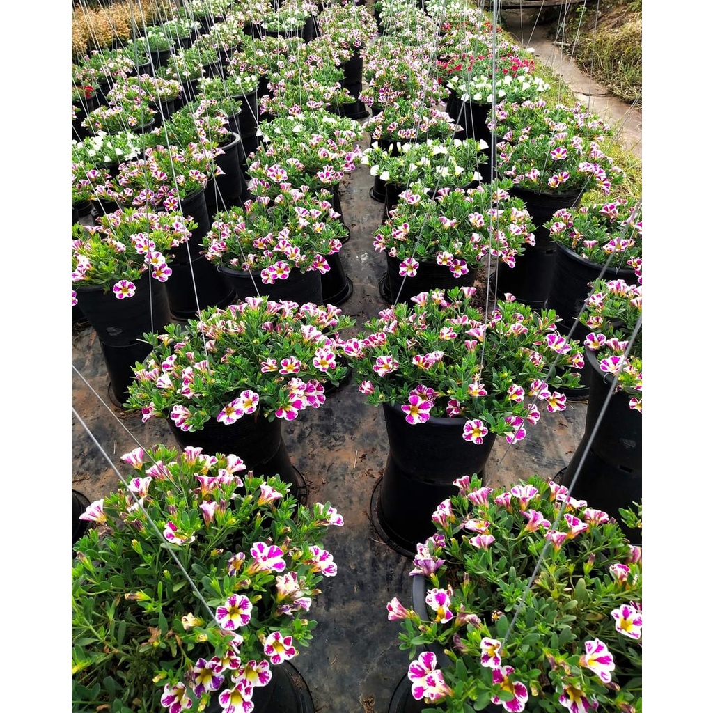 1กระถาง-vาย-ต้นพันธุ์-ดอก-ต้น-พิทูเนีย-milliflora-petunias-ต้นพิทูเนีย-สวนนายนนท์