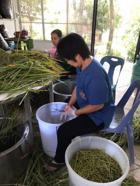 โลชั่นบำรุงผิว-น้ำนมข้าว-วิตามิน-e-สำหรับผิวแห้ง