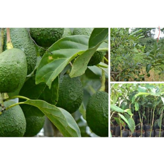 ต้นโวกาโด้-พันธุ์-แฮส-hass-avocado-กล้าละ-250-กล้าเสียบยอด-สูงประมาณ-40-ซม