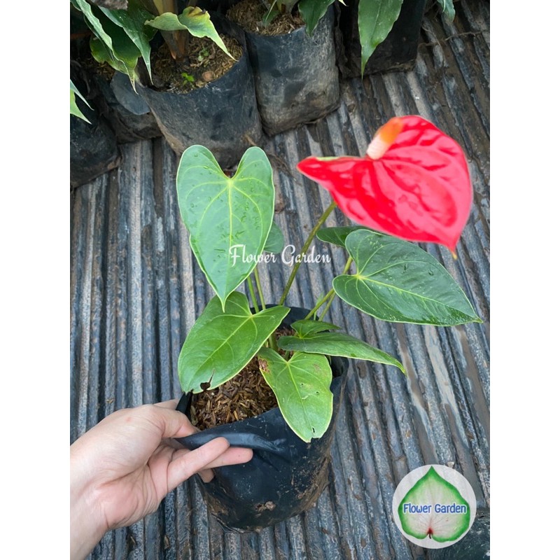 flower-garden-f374-anthurium-ต้นหน้าวัว-ดอกสีแดง-แบบถุงดำ
