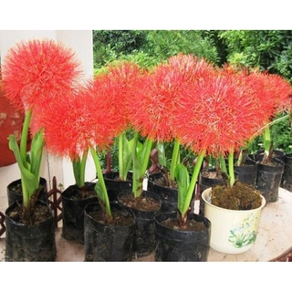 ว่านแสงอาทิตย์ ว่านกุมารทอง Blood Lily Haemanthus Multiflorus สวนเขาหมาก ดอกสีแดง ไม้ดอก ไม้ประดับ