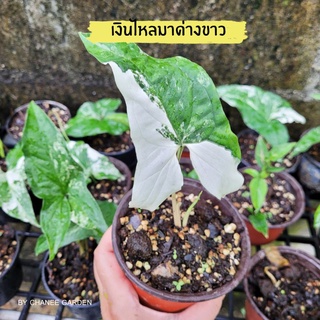 เงินไหลมาด่างขาว Syngonium podophyllum albo variegated