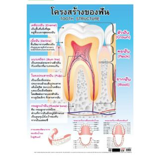 โครงสร้างของฟัน EQ-080 โปสเตอร์กระดาษ หุ้มพลาสติก