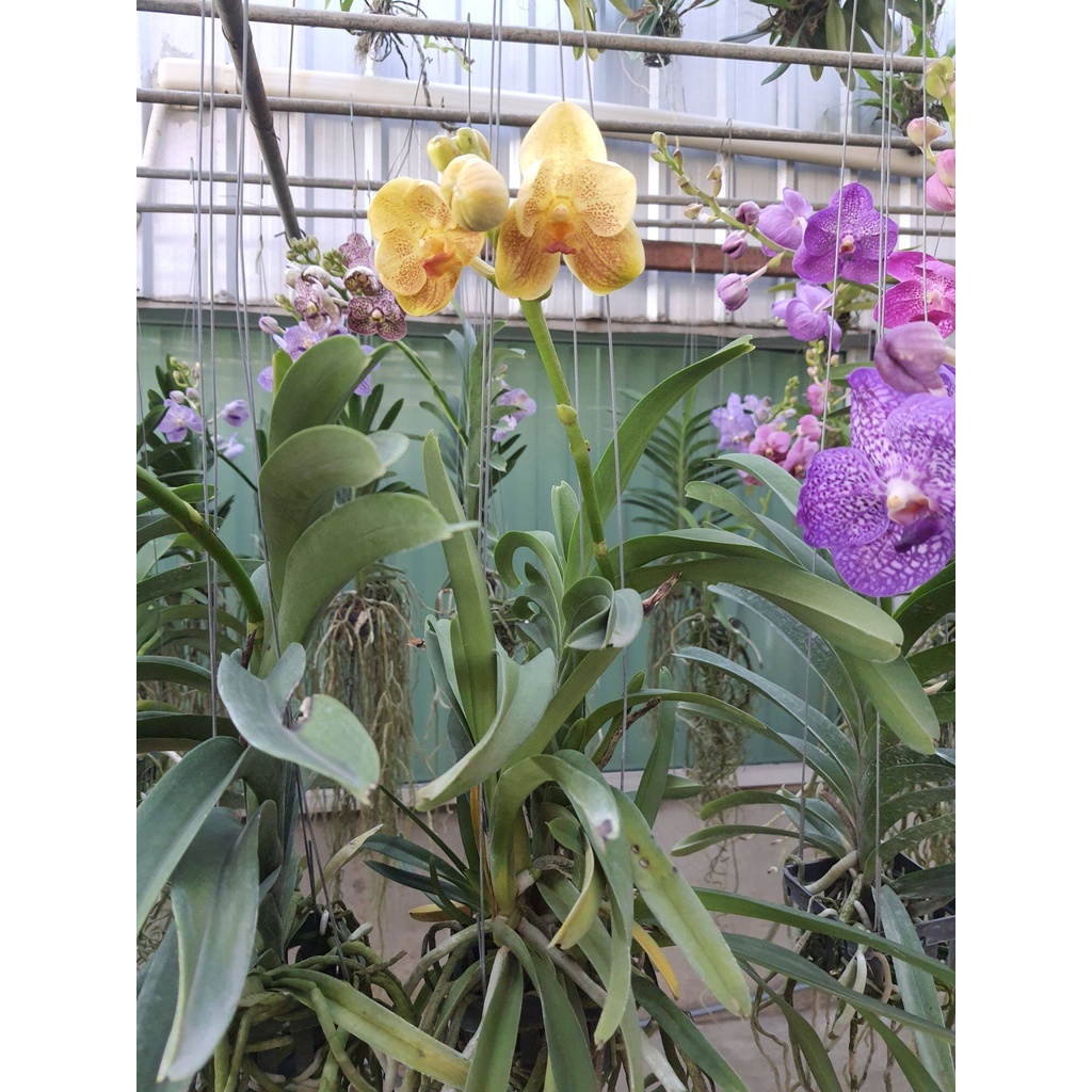 vanda-กล้วยไม้แวนด้า-สีเหลือง-ทูโทน-ดอกใหญ่-สวยงาม-ต้นสวยงาม-ส่งสินค้า-ต้นติดดอกแล้ว