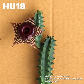 เก๋ง Huernia zebrina var. magniflora (HU18) โดนัทลายเสือ ดอกใหญ่ ตัดสด ยาว 15 เซนติเมตร