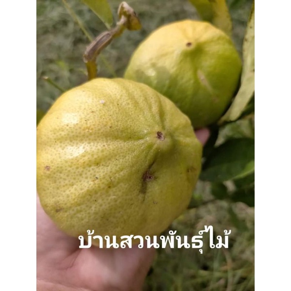 ต้นมะนาวฟักทอง-ต้นเสียบยอด