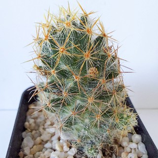 แมมเม็ดพริก ฟอร์มกอ Mammilaria Prolifera  กระบองเพชร แคคตัส