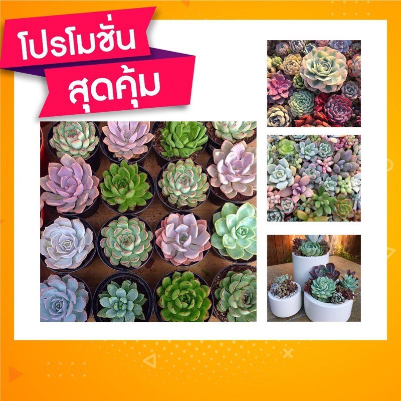 กุหลาบหิน-ไม้อวบน้ำ-succulent-แคคตัส-กระบองเพชร-เมล็ดพันธ์ดี