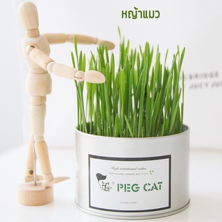 ภาพหน้าปกสินค้าหญ้าแมว ออร์แกนิค เมล็ดข้าวสาลี หญ้าสัตว์เลี้ยง เสริมวิตามิน เต่า กระต่าย แฮมเตอร์ สุนัข Wheat ที่เกี่ยวข้อง