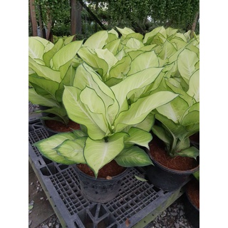 ต้นแสงจันทร์ทราDieffenbachia sp. เป็นต้นไม้มงคลที่มีใบสวยโดดเด่น จะสะท้อนแสงสีนวลในกระถาง10นิ้ว