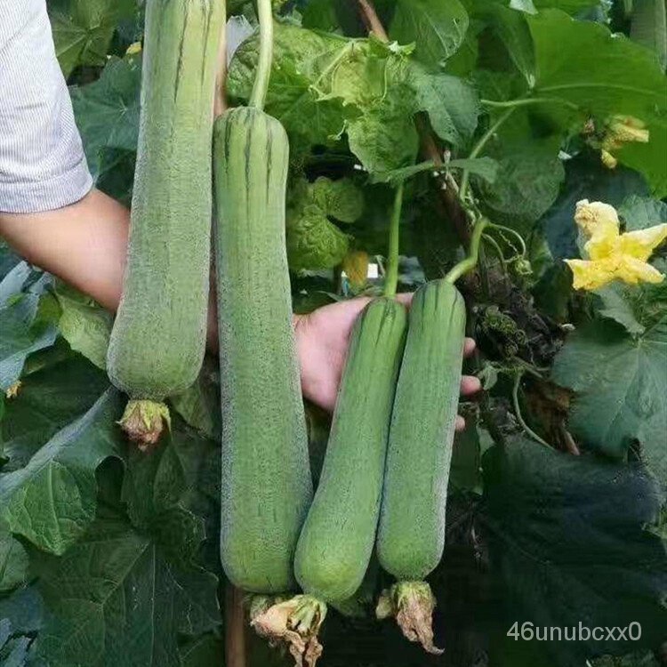 คุณภาพสูง-เมล็ด-เมล็ดพันธุ์-รังบวบ-luffa-seeds-loofah-vegetable-seeds-30-เมล็ด-เมล็ดพันธุ์ผัก-ผักออ-ง่าย-ปลูก-สวนครัว-เ