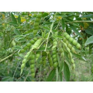 ต้นกล้าถั่วมะแฮะ(Pigeon pea) พืชตระกูลถั่วจัดอยู่ในกลุ่มโปรตีนและมีคุณค่าทางอาหารสูง ของดี ของอร่อยพร้อมปลูก กล้าละ10บาท