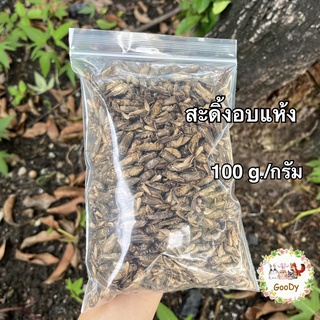 ภาพหน้าปกสินค้าสะดิ้งอบแห้ง 100 กรัม/g. Dried House Crickets ซึ่งคุณอาจชอบราคาและรีวิวของสินค้านี้