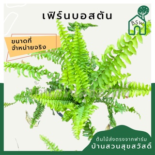 เฟิร์นบอสตัน หรือ เฟิร์นมะขามสีทอง กระถาง 5 นิ้ว