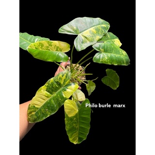 philodendron burel marx var ฟิโลเด็นดรอน เบิร์ล มาร์ค ด่าง 4”