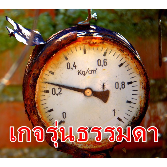 เกจวัดแรงดัน-oil-filled-pressure-gauge-เกจน้ำมัน-แสตนเลสคุณภาพสูง-แรงดันน้ำ-แรงดันน้ำมัน-ปั๊มลม-ปั๊มน้ำ-ท่อปะปา-โกดังไทย