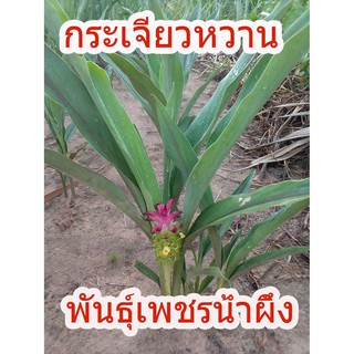 ต้นพันธุ์กระเจียวหวานเพชรน้ำผึ้ง 1ชุด10 ต้น