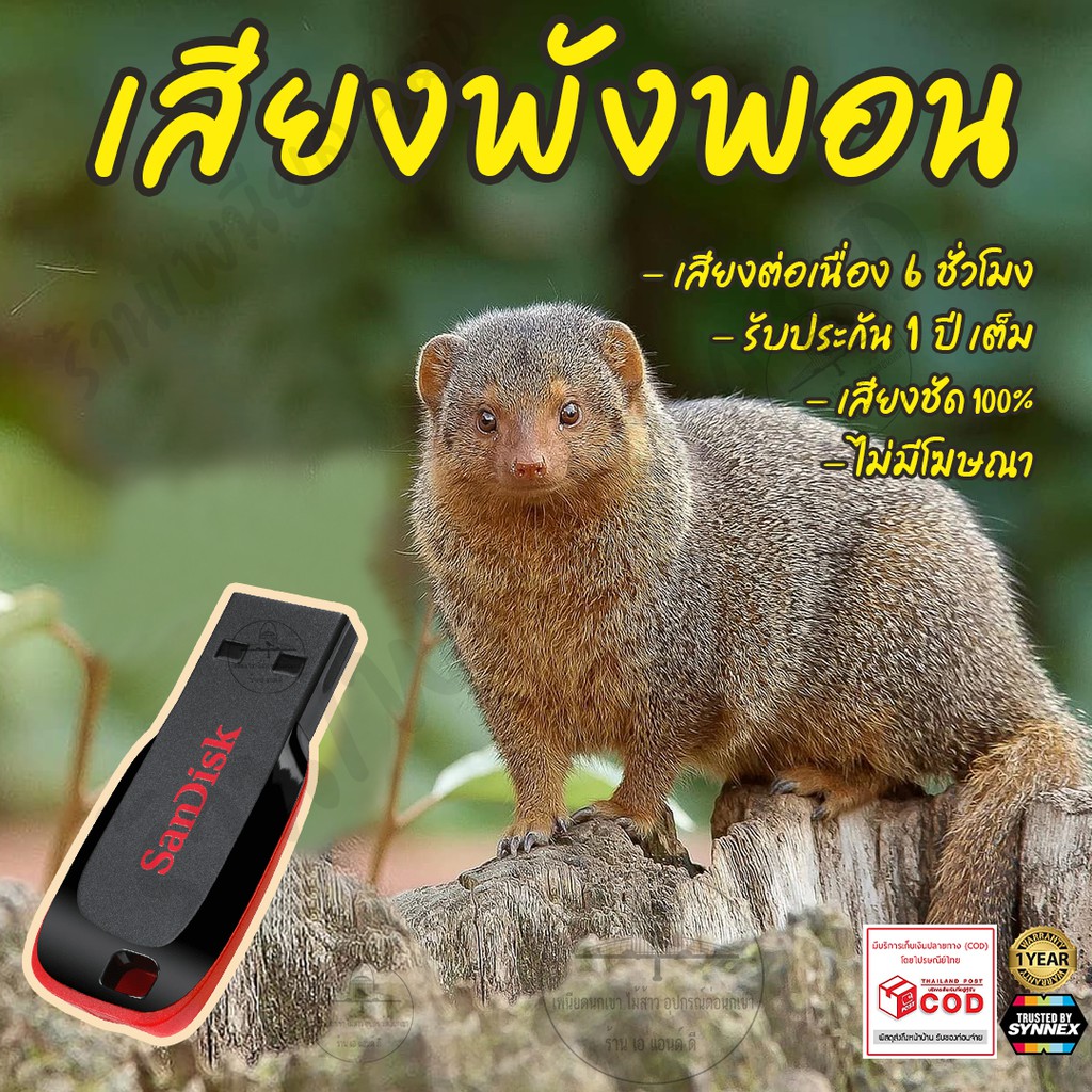 เสียงต่อ-พังพอน-ยาว6ชั่วโมง-ไม่มีโฆษณา-แฟลชไดร์ฟ-flash-drive-มีเก็บเงินปลายทาง