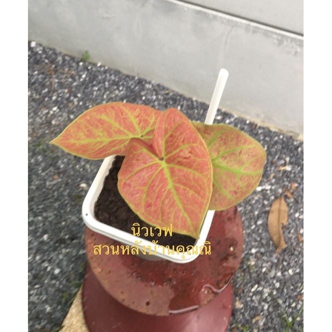 บอนสีนิวเวฟ-caladium-bicolor-ขนิดกัดสี-กระถาง-6-นิ้ว