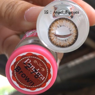 Pandora Chestnut / Brown บิ๊กอาย สีน้ำตาล น้ำตาล ขอบดำ โทนแบ๊ว Wink Wow Wink Lens Contact Lens คอนแทคเลนส์ Bigeyes ตาโต