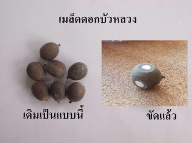 เมล็ดพันธ์ุบัวหลวงสีชมพู-ขายส่ง-บรรจุ-50-เมล