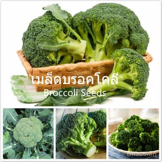 （เมล็ดพันธุ์ ถูก คละ）เมล็ดพันธุ์ บรอคโคลี Broccoli Seeds เมล็ดพันธุ์ผัก ผักออแกนิค เมล็ดผัก (แต่ละแพ็คมี 200 เมล็ด - See