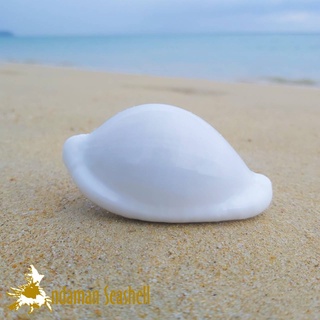 Andaman seashell เปลือกหอย หอยเเบี้ยชี (Ovula ovum)