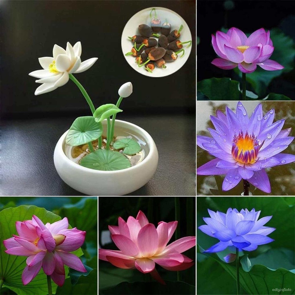 20Pcs ดอกบัว จิ๋ว Micro Lotus Seeds Water Lily Seed Multiple Colour ...