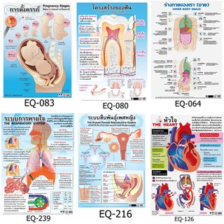 รวมสื่อ ร่างกายของฉัน พละศึกษา สุขศึกษา สื่อโปสเตอร์ภาพ กระดาษ หุ้มพลาสติก