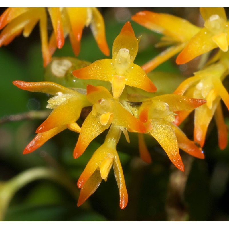 กล้วยไม้สิงโตหลอดไฟจิ๋ว-bulbophyllum-ovatum