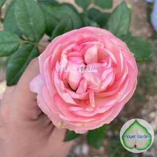 Flower Garden F599 กุหลาบ Mansfield Park (แมนฟิวปาร์ค) สีชมพูอ่อน ดอกกลาง แบบถุง