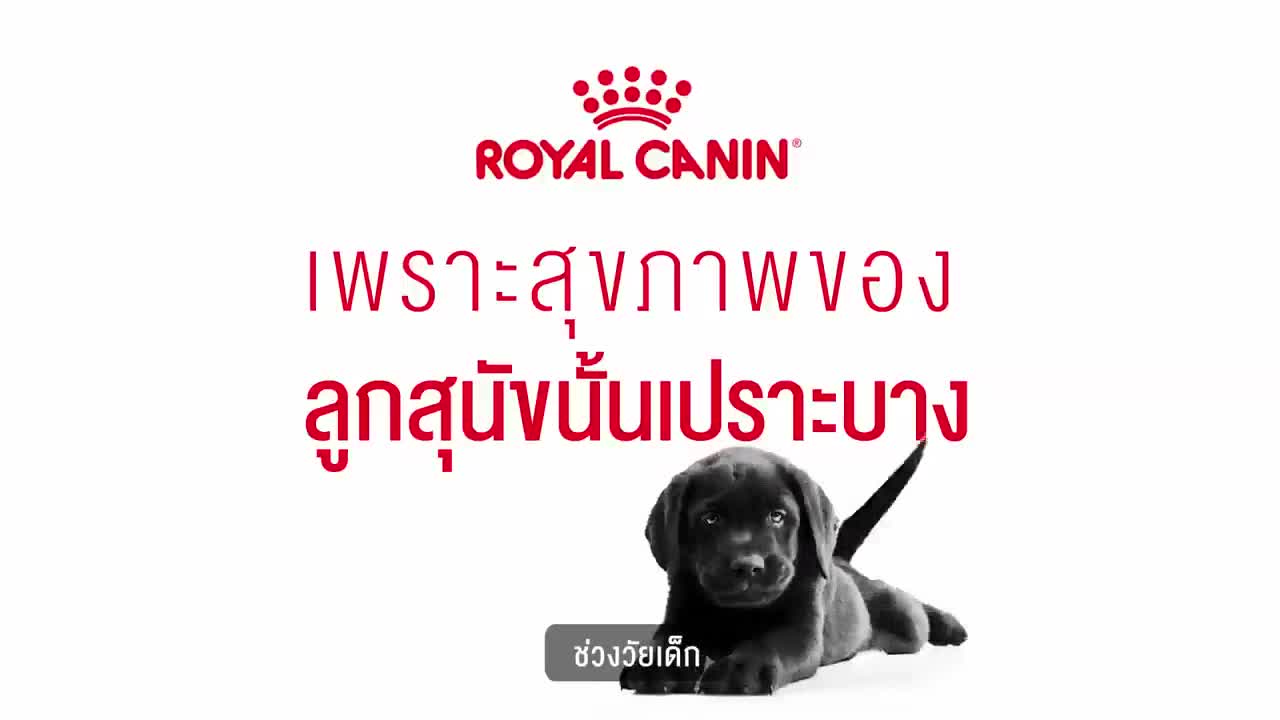 แบ่งขาย-royal-canin-mini-puppy-อาหารสุนัขพันธุ์เล็ก-อายุ-2-10-เดือน