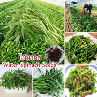 （เมล็ดพันธุ์ ถูก คละ）50 เมล็ด ไผ่มรกต Water Spinach Seeds Willowleaf Convolvulus Vegetable Seeds โขมน้ำ เมล็ดพันธุ์ผัก ผ