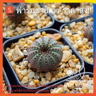 สวนขายเอง! เฟเรียแคสเตเนีย Frailea castanea ไซส์กระถาง 2 นิ้ว แคคตัส แคนตัส กระบองเพชร ตะบองเพชร ต้นไม้ประดับ อวบน้ำ