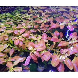 ต้นไม้น้ำ ลัดวีเจีย รีเพน LUDWIGIA REPENS