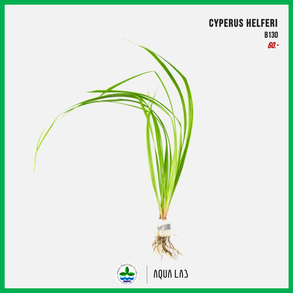 apc-cyperus-helferi-หญ้าแห้วหมูน้ำ-ไม้น้ำ-aquatic-plant