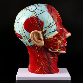 Human Anatomical Half Head Face Anatomy Brain Neck Median Section Study Model