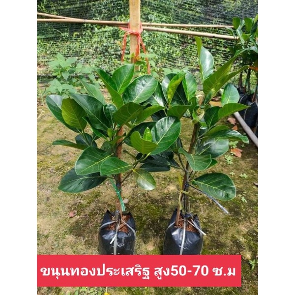 ต้นขนุนทองประเสริฐ-แบบกิ่งทาบ