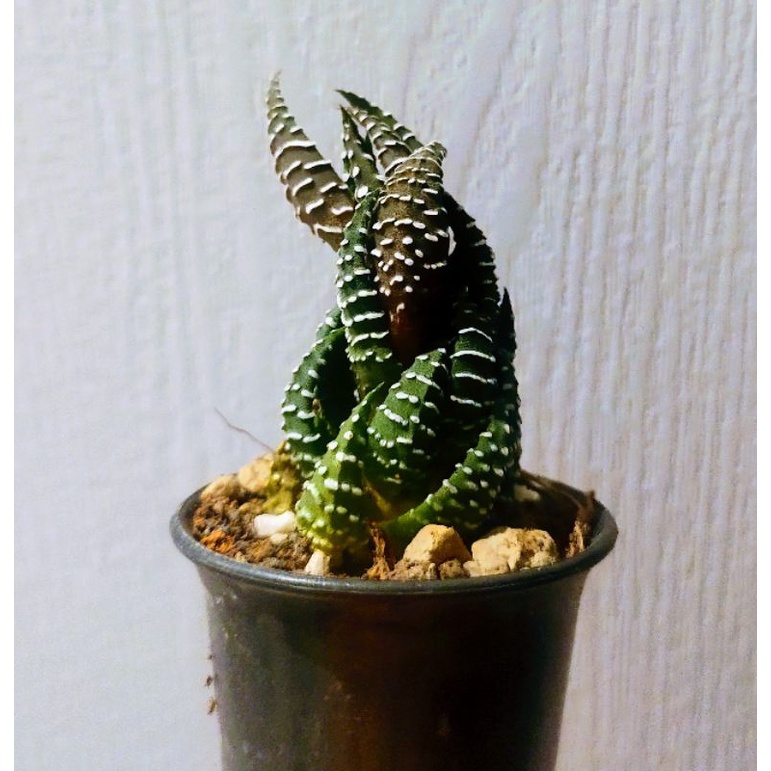 ฮาโวเทีย-ไก่ต๊อก-zebra-haworthia-ขนาดประมาณ-5-เซนติเมตร-cactus-แคตตัส-กระบองเพชร-ไม้อวบน้ำ