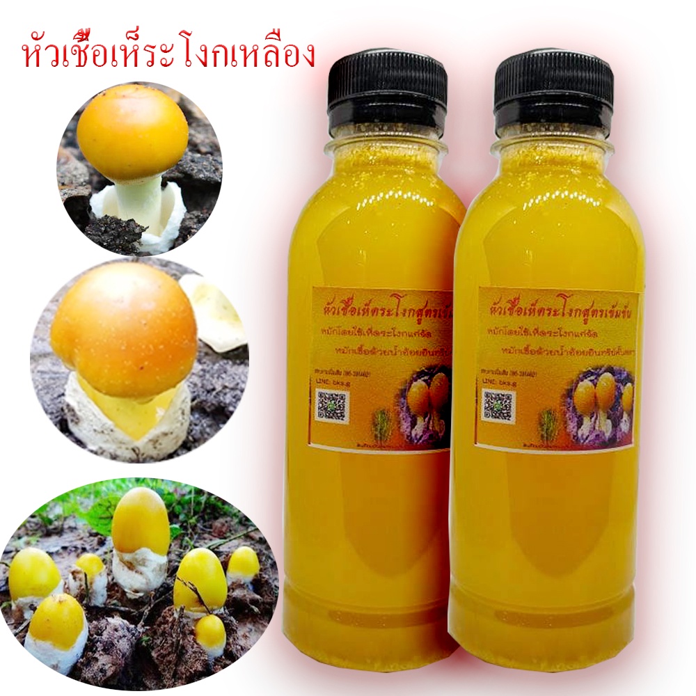 หัวเชื้อเห็ดระโงกเหลือง2ขวดจากเห็ดป่าแก่จัด-250ml-เหมาะกับการราดเชื้อ-ยางนา-กระบาก-ตะแบก-เต็ง-รัง-ต้นพะยอม-เต็งรัง