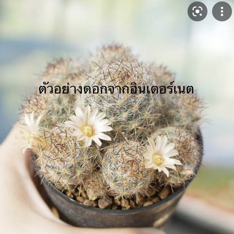 แมมเม็ดพริกหนามแดง-mammillaria-prolifera